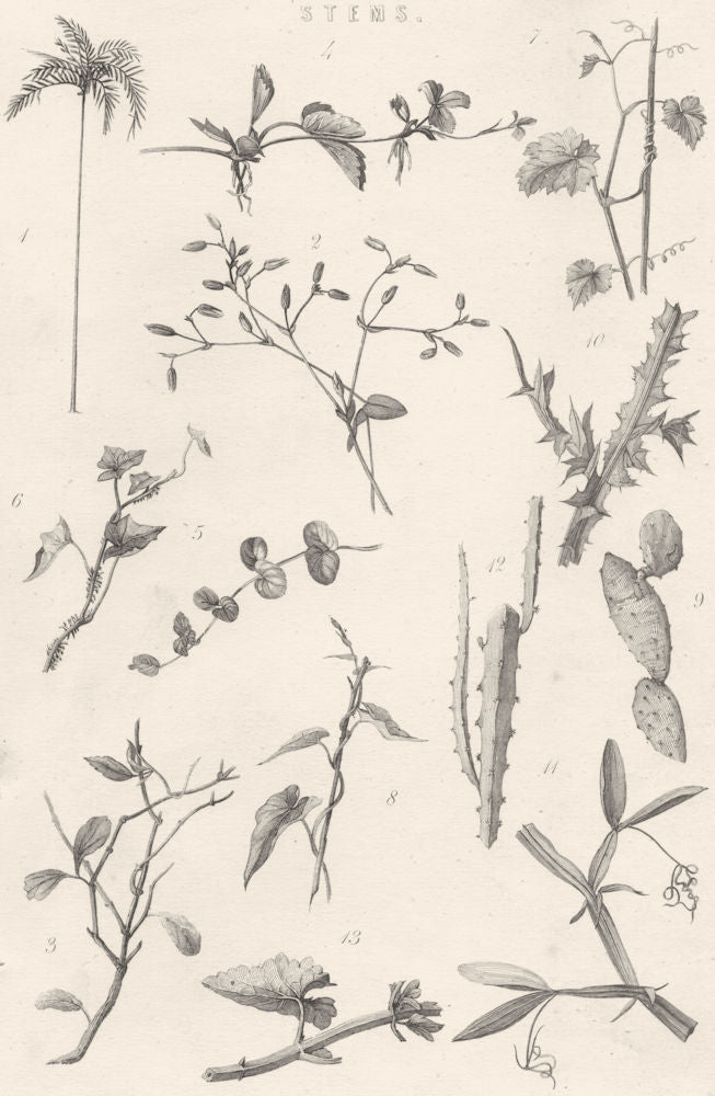 PLANTS. Stems 1880 old antique vintage print picture